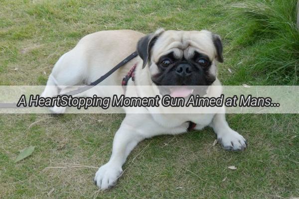 A HeartStopping Moment Gun Aimed at Mans Best Friend